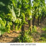 HBO电视直播:热门美剧与原创电影在线观看指南 0hoaiw