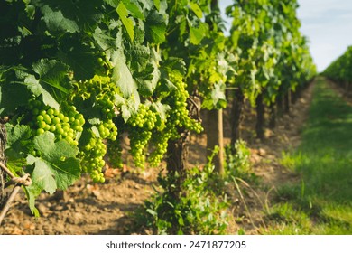 HBO电视直播:热门美剧与原创电影在线观看指南 HBO电视直播:热门美剧与原创电影在线观看指南