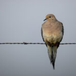 2025年福彩开奖号码全记录与趋势分析 1kwnccdr4