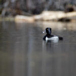 2025年第188期开奖结果最新公布 3286p0cdp