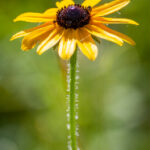 2025年香港开奖记录最新完整版数据汇总 9jdxera