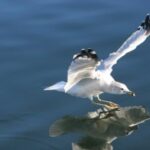 2025年福彩双色球开奖结果查询与中奖号码公布 dxhsn1f