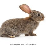 2025年第52期开奖结果查询与完整号码公布 v0iir