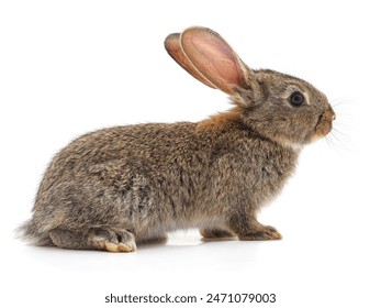 2025年第52期开奖结果查询与完整号码公布 2025年第52期开奖结果查询与完整号码公布